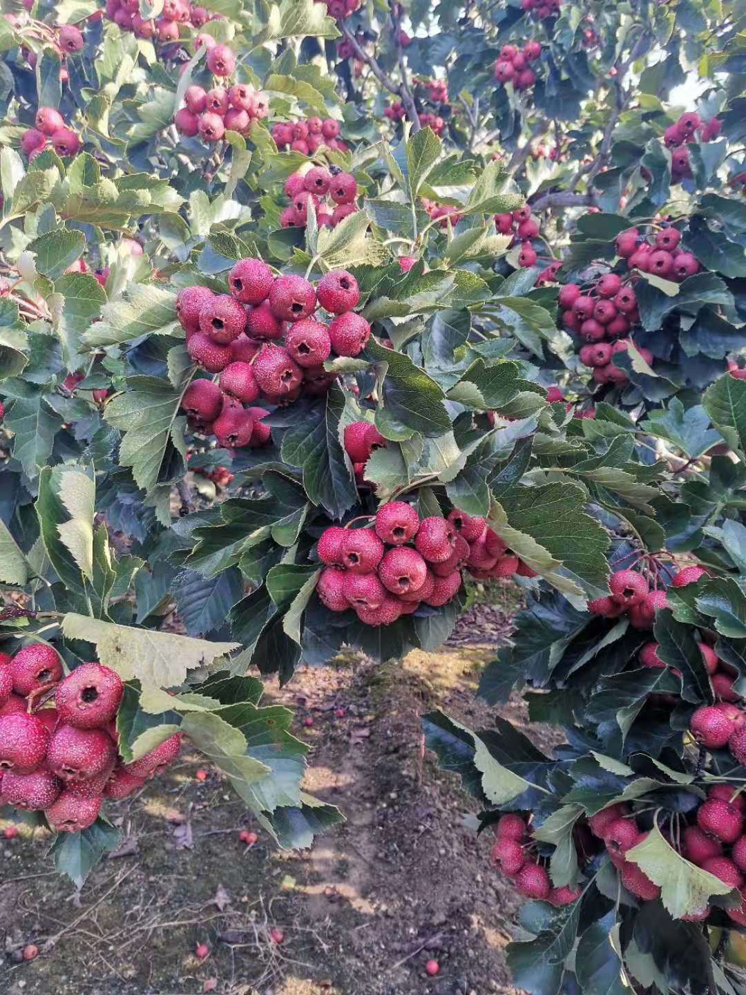 山楂樹(shù)苗基地直銷(xiāo)、批發(fā)、報(bào)價(jià)、供應(yīng)商【泰安市科惠苗木有限公司】