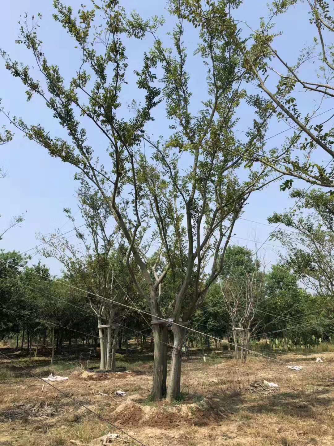 4桿叢生樸樹 4桿叢生樸樹報(bào)價(jià)