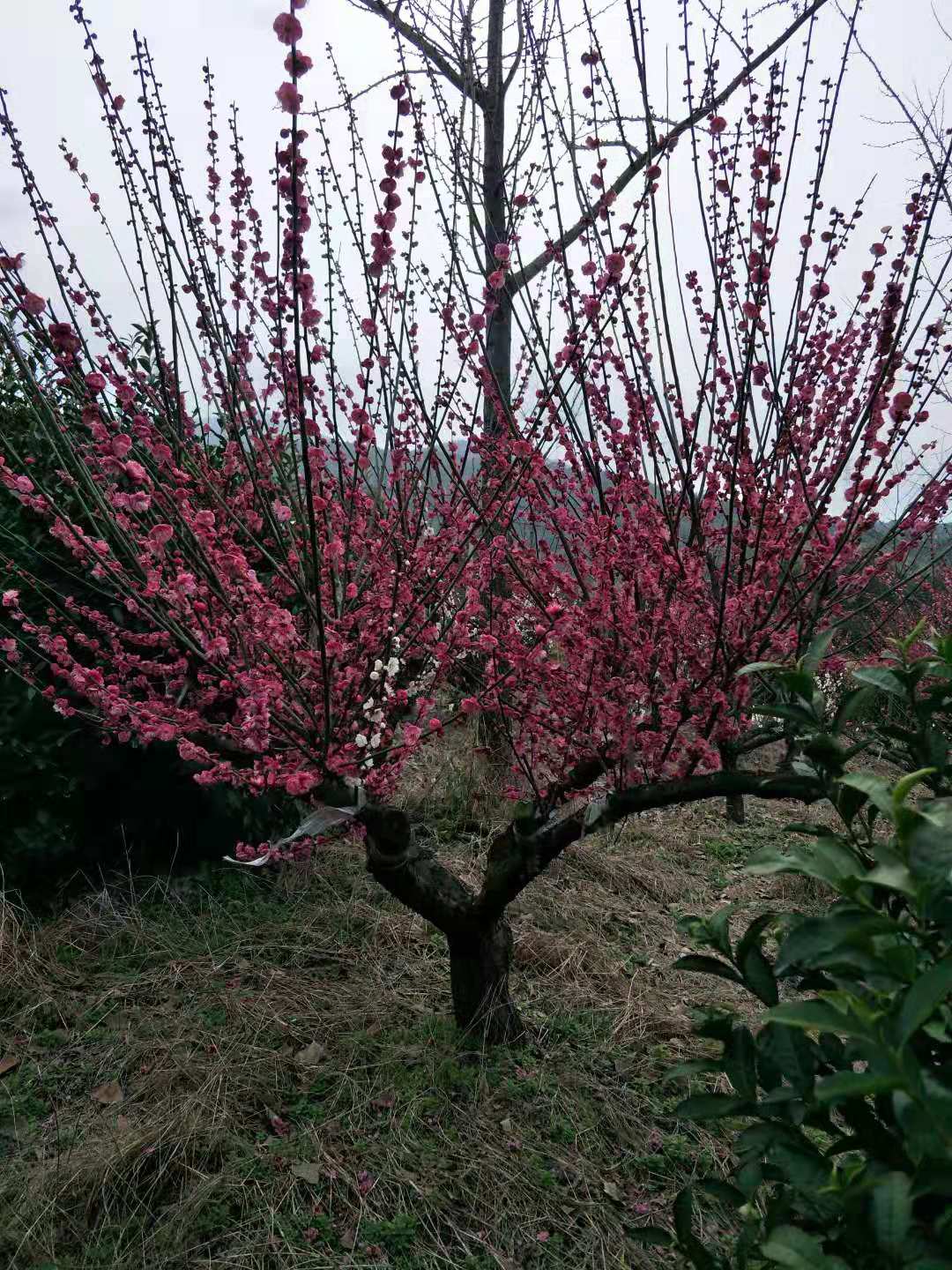 5公分紅梅樹 20公分紅梅樹基地直銷