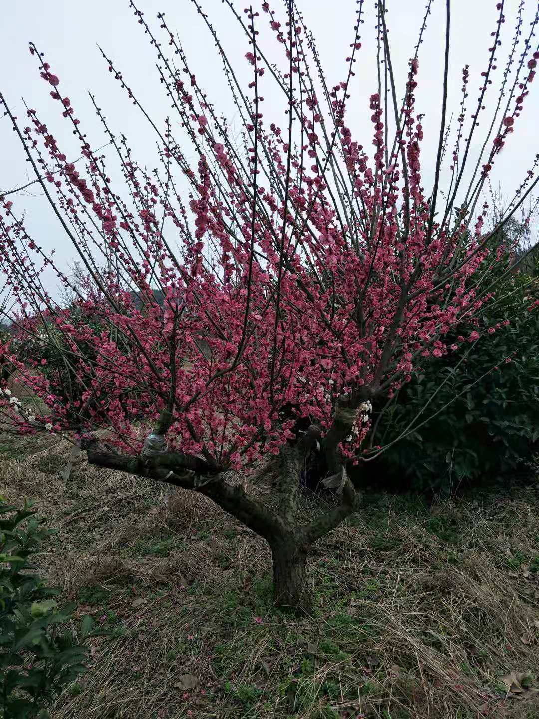 5公分紅梅樹 20公分紅梅樹基地直銷