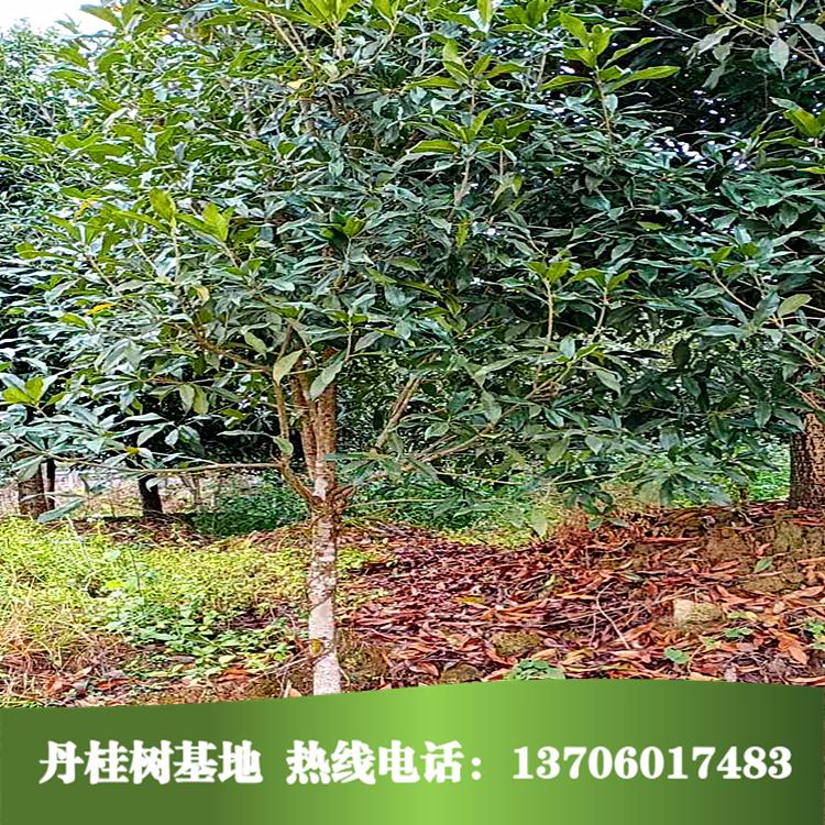 福建丹桂樹批發(fā)-哪里有-報(bào)價(jià)