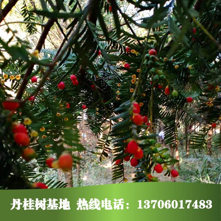 羅漢松基地直銷(xiāo) 福建羅漢松報(bào)價(jià) 景觀(guān)羅漢松