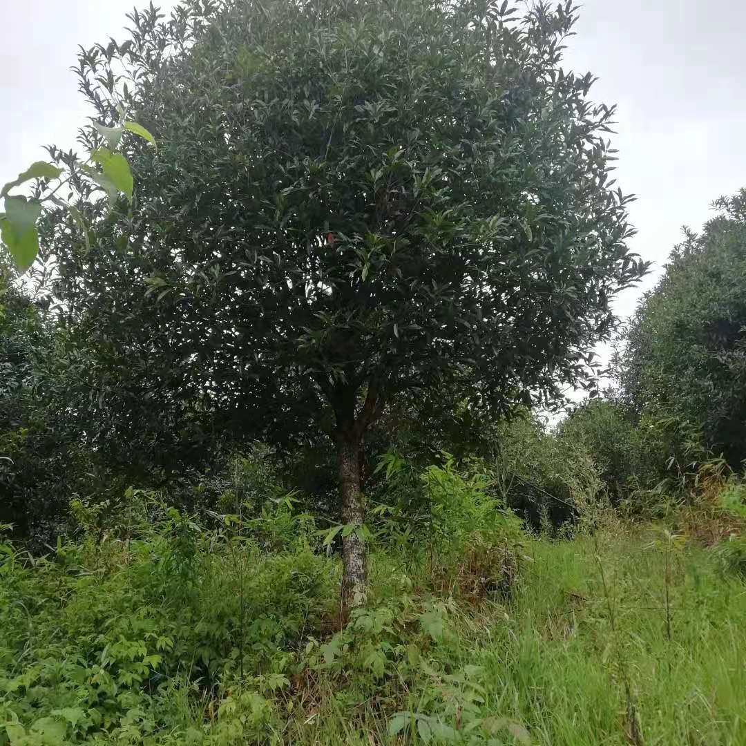 丹桂樹廠家報價  丹桂樹批發(fā)廠家 丹桂樹價格