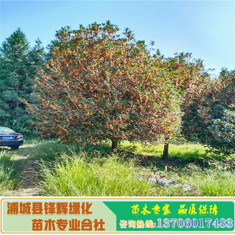 桂花苗 *桂花樹苗 丹桂樹基地批發(fā)桂花