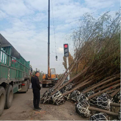 15公分國槐 15公分國槐供應 15公分國槐價格 15公分國槐直銷 15公分國槐種植 15公分國槐哪里有