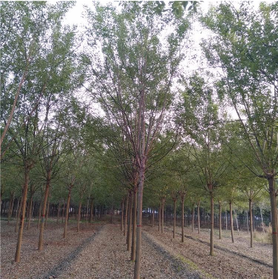 國槐 國槐價(jià)格 國槐供應(yīng) 國槐種植 綠化國槐 速生國槐 供應(yīng)價(jià)格 13公分速生國槐