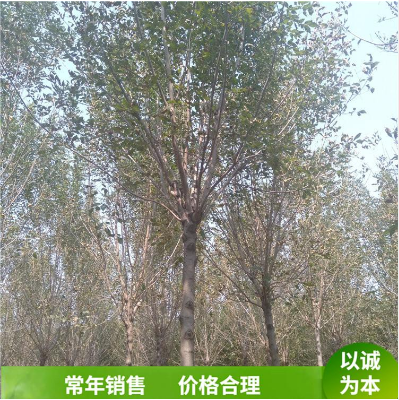 造型白蠟樹 造型白蠟樹供應 造型白蠟樹價格 造型白蠟樹直銷 造型白蠟樹哪里有 造型白蠟樹種植