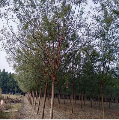 國槐 國槐價(jià)格 國槐供應(yīng) 國槐種植 綠化國槐 速生國槐 供應(yīng)價(jià)格 13公分速生國槐
