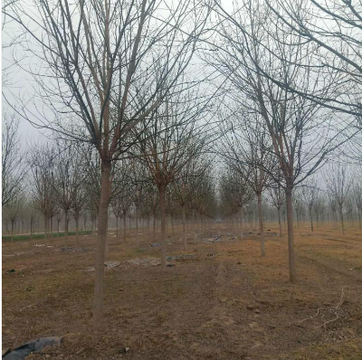 15公分國槐 15公分國槐供應 15公分國槐價格 15公分國槐直銷 15公分國槐種植 15公分國槐哪里有
