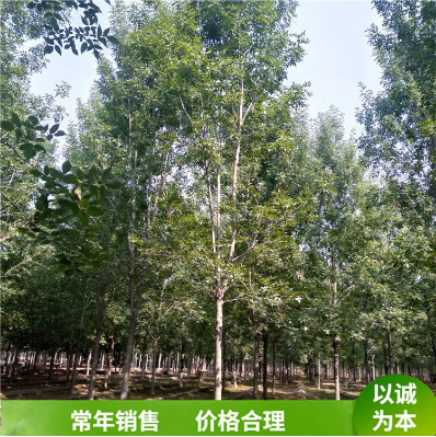 速生白蠟樹苗 速生白蠟樹苗供應(yīng) 速生白蠟樹苗價(jià)格 速生白蠟樹苗直銷 速生白蠟樹苗種植