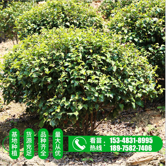 山茶茶花球 山茶花球樹(shù) 山茶花球樹(shù)供應(yīng) 山茶花球樹(shù)價(jià)格 山茶花球樹(shù)直銷 山茶花球樹(shù)哪里有 山茶花球樹(shù)哪里好