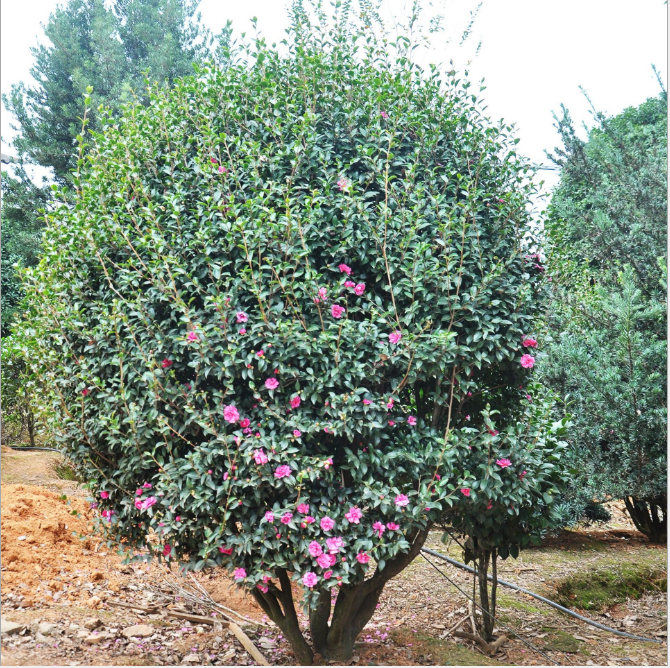 山茶茶花球 山茶花球樹(shù) 山茶花球樹(shù)供應(yīng) 山茶花球樹(shù)價(jià)格 山茶花球樹(shù)直銷 山茶花球樹(shù)哪里有 山茶花球樹(shù)哪里好