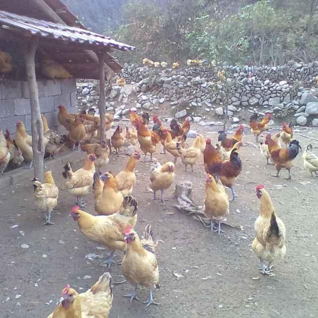 土雞，土雞苗，紅冠烏皮土雞苗