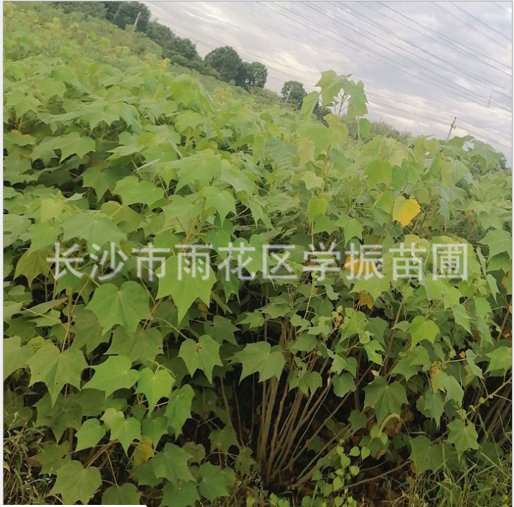木芙蓉 木芙蓉供應 木芙蓉價格 木芙蓉種植 木芙蓉直銷 木芙蓉哪里有 木芙蓉哪里好