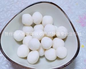 淮山圓廠家銷售、廣西淮山圓批發(fā)價格