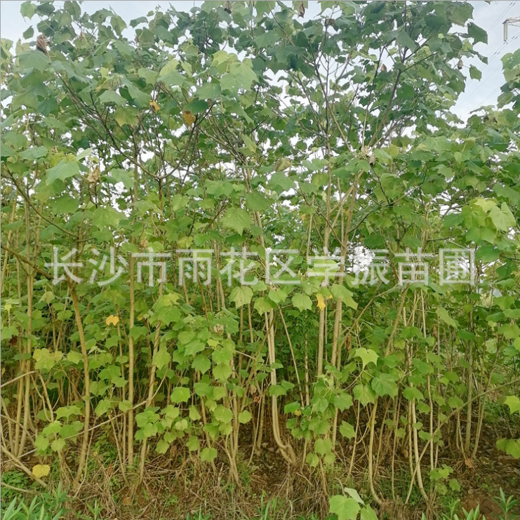 木芙蓉 木芙蓉供應 木芙蓉價格 木芙蓉種植 木芙蓉直銷 木芙蓉哪里有 木芙蓉哪里好