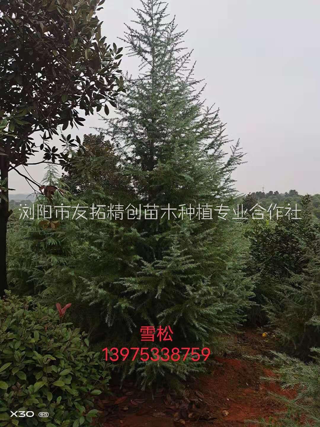 北京雪松種植基地批發(fā)訂購銷售報(bào)價(jià)熱線