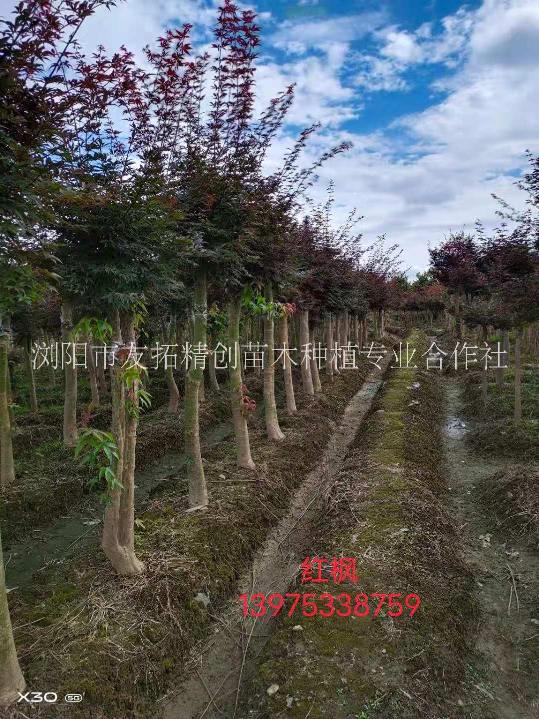 貴州紅楓種植基地*批發(fā)報價哪家實惠
