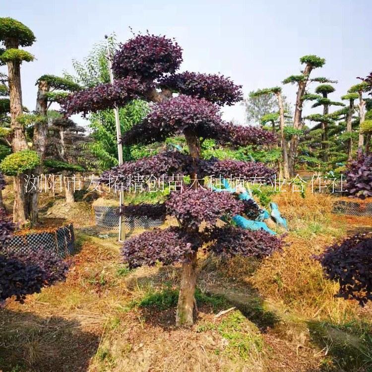 四川紅繼木樁種植基地批發(fā)訂購銷售報(bào)價(jià)熱線