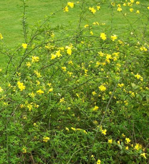 迎春花30萬(wàn)棵公鼎苗木場(chǎng)大量批發(fā)