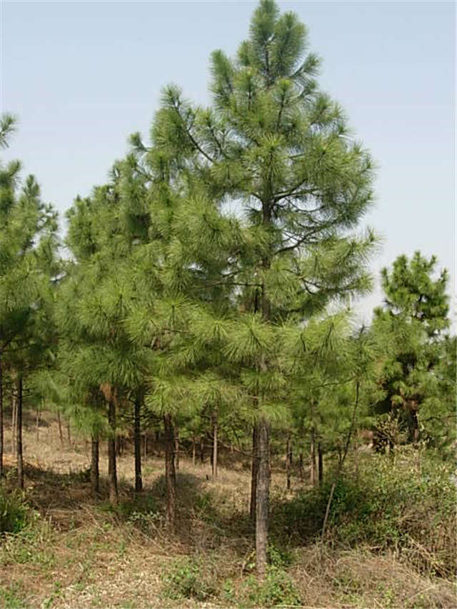 濕地松報價 濕地松哪里有