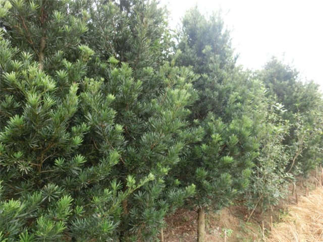 江西羅漢松價(jià)格  羅漢松廠家