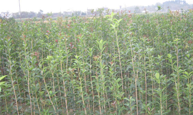 桂花樹(shù)廠家  桂花樹(shù)價(jià)格