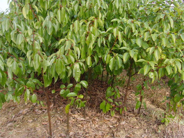 香樟報(bào)價(jià)  香樟哪里好