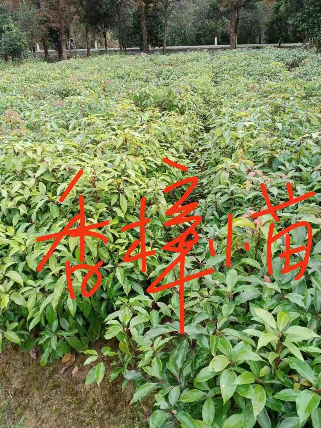 香樟苗報(bào)價(jià)   香樟苗聯(lián)系方式