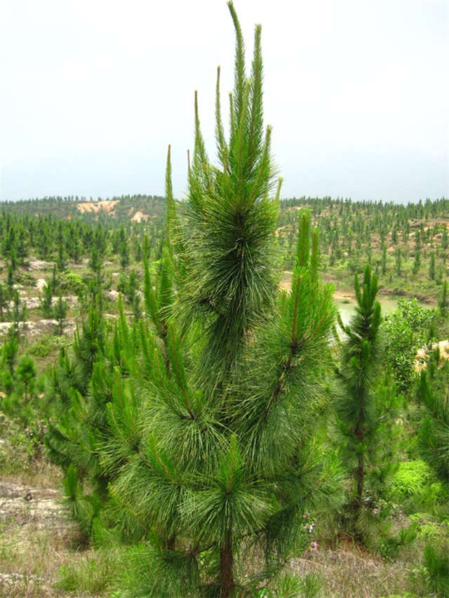 濕地松多少錢(qián)  江西濕地松廠家