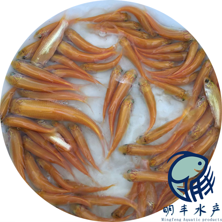 2021金草皖魚苗活體發(fā)貨-網(wǎng)箱養(yǎng)殖技術(shù)工廠貨批發(fā)-冷水魚類【廣州明豐水產(chǎn)有限公司】