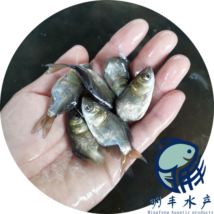 *品種縮骨大頭魚苗 病害如何防治 苗場直發(fā)【廣州明豐水產(chǎn)有限公司】
