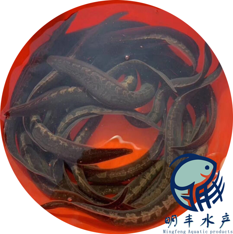 淡水出售刺鰍魚苗 優(yōu)良水產養(yǎng)殖基地供應 空運汽運發(fā)貨【廣州明豐水產有限公司】