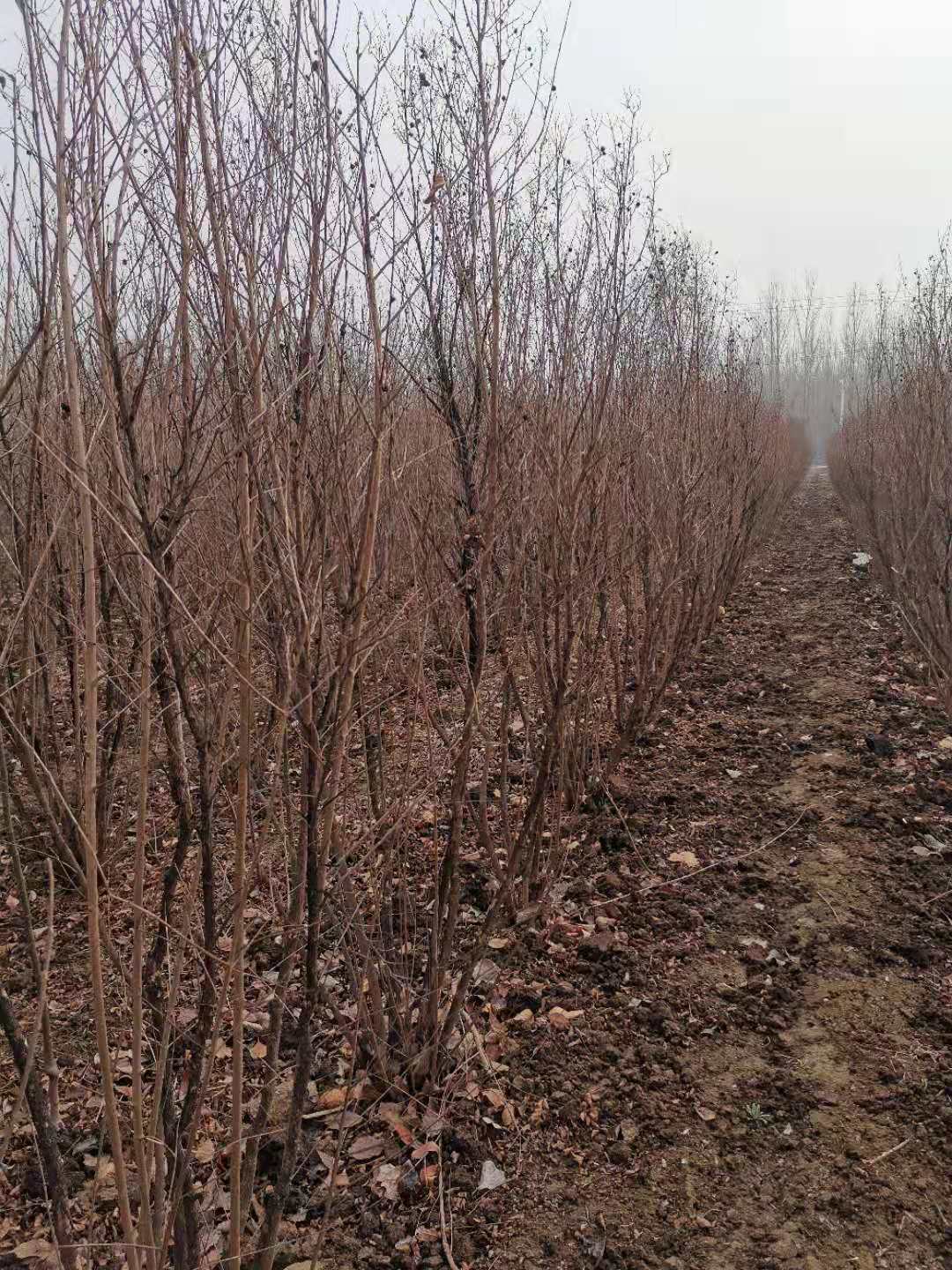 山東泰安供應(yīng)@叢生紫薇百日紅@