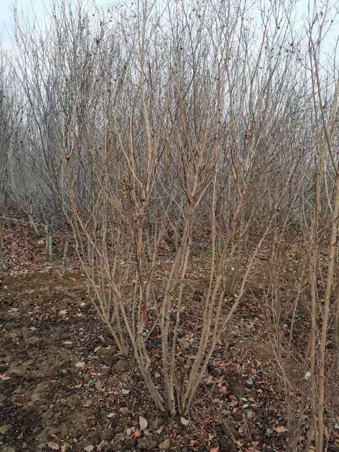 山東泰安供應(yīng)@叢生紫薇百日紅@