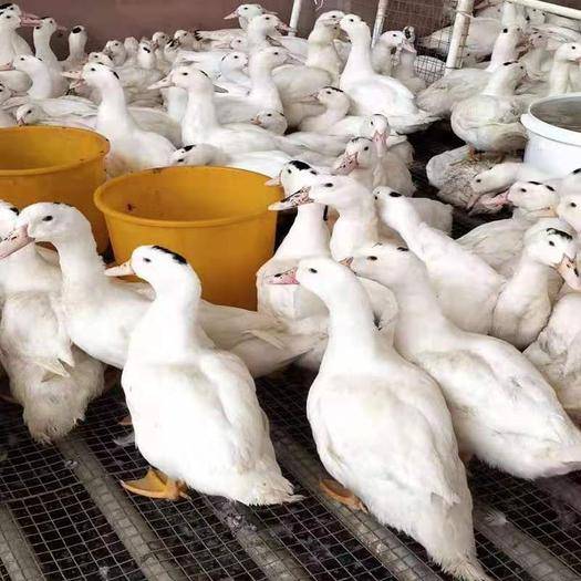 廣西一點(diǎn)頭鴨苗養(yǎng)殖批發(fā)價(jià)供應(yīng)商直銷多少錢(qián)哪里有報(bào)價(jià)【南寧市鴻發(fā)禽業(yè)有限公司 】