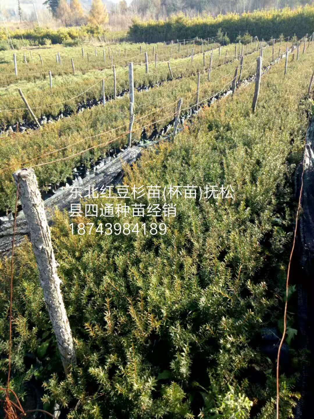 吉林紅松嫁接苗價(jià)格 吉林紅松嫁接苗哪家好 吉林紅松嫁接苗基地