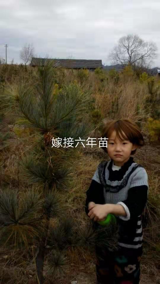 紅松嫁接苗價(jià)格 紅松嫁接苗多少錢 吉林紅松嫁接苗價(jià)格