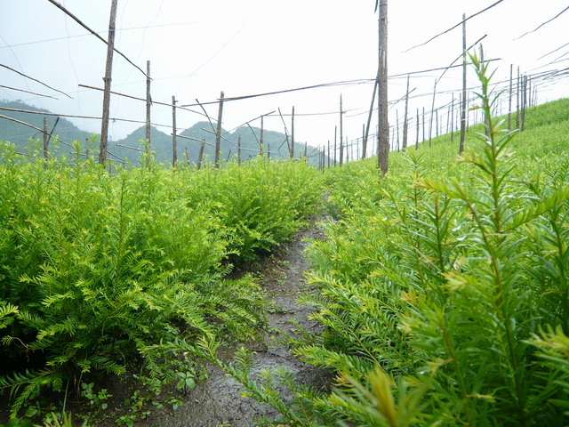 出售江西紅豆杉-江西九江紅豆杉小苗