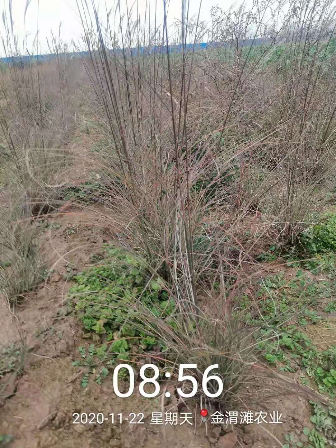 晨光芒陜西基地直發(fā) 批發(fā)價(jià)格
