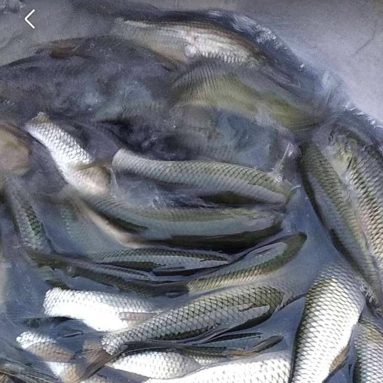 草魚(yú)養(yǎng)殖 農(nóng)村水庫(kù)養(yǎng)殖好商機(jī) 廠家批發(fā)草魚(yú)苗