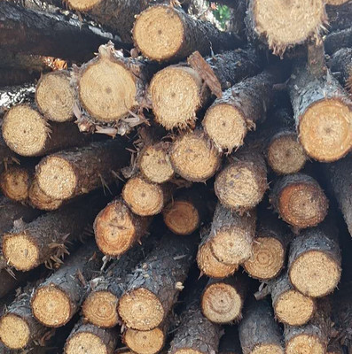 湖北杉木桿價(jià)格_杉木批發(fā) 永勝竹木廠家價(jià)格品質(zhì)保障