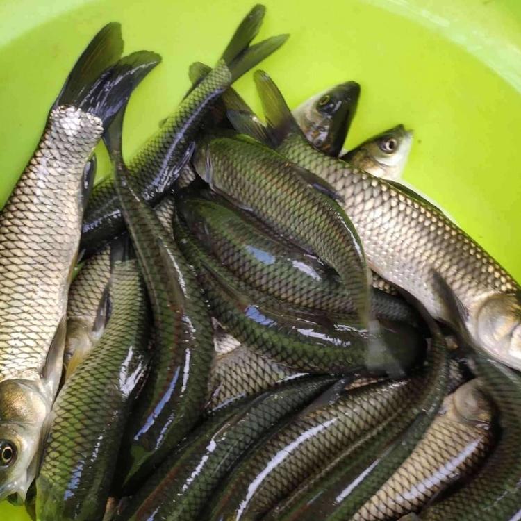草魚(yú)養(yǎng)殖 農(nóng)村水庫(kù)養(yǎng)殖好商機(jī) 廠家批發(fā)草魚(yú)苗