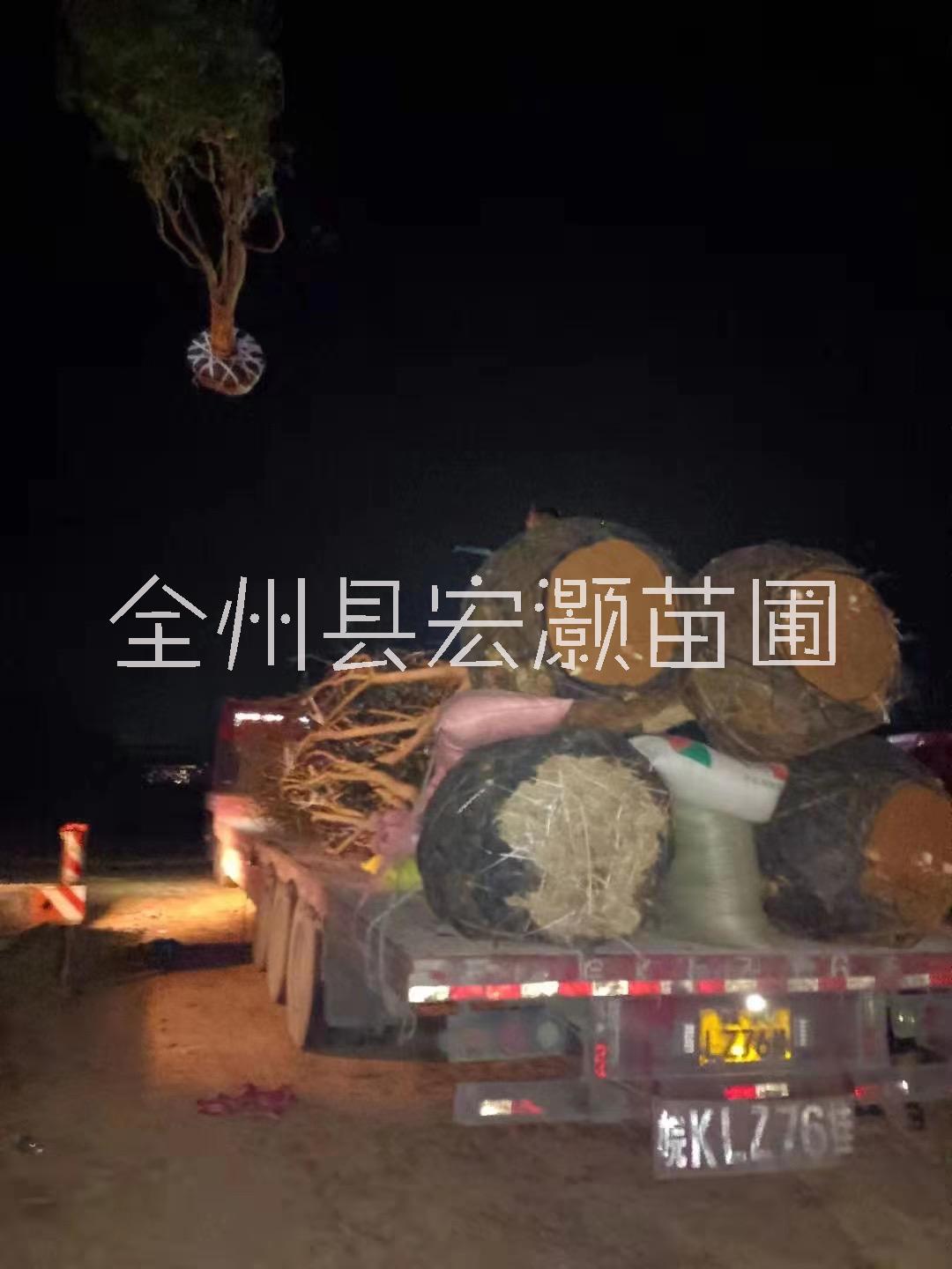 桂花樹各種規(guī)格出售 桂花樹各種規(guī)格出售 成都桂花樹