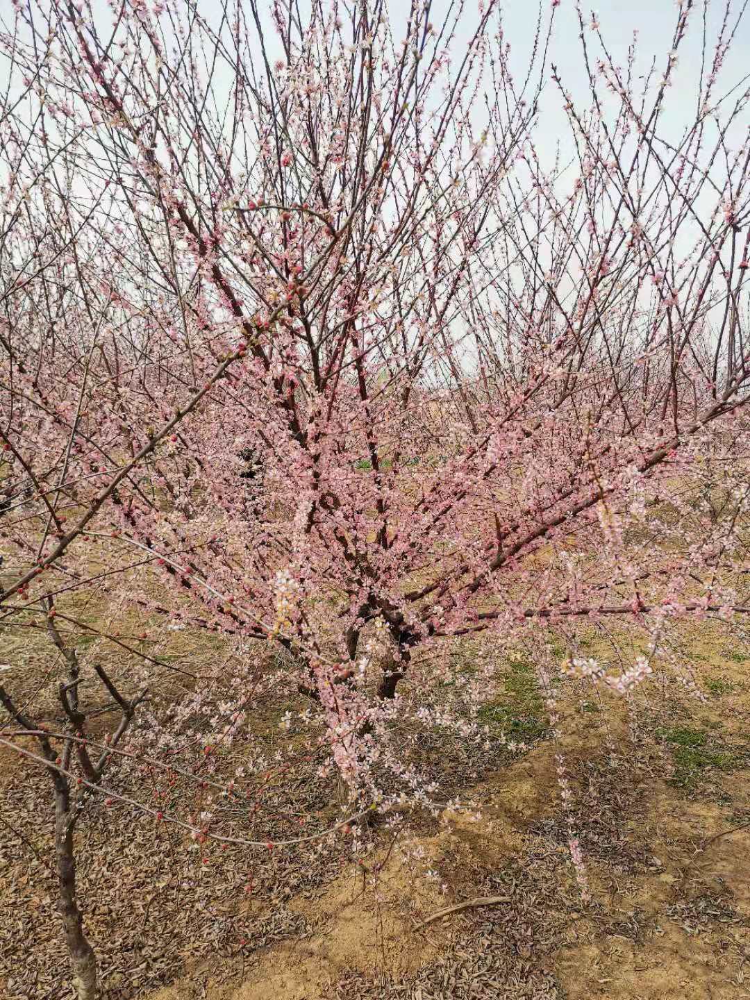 山東供應(yīng)2-15公分@榆葉梅