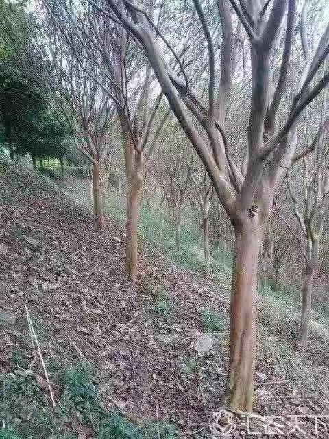 廣西小葉紫微種植基地報價多少錢、小葉紫微批發(fā)價格【柳州綠寶園林綠化工程】