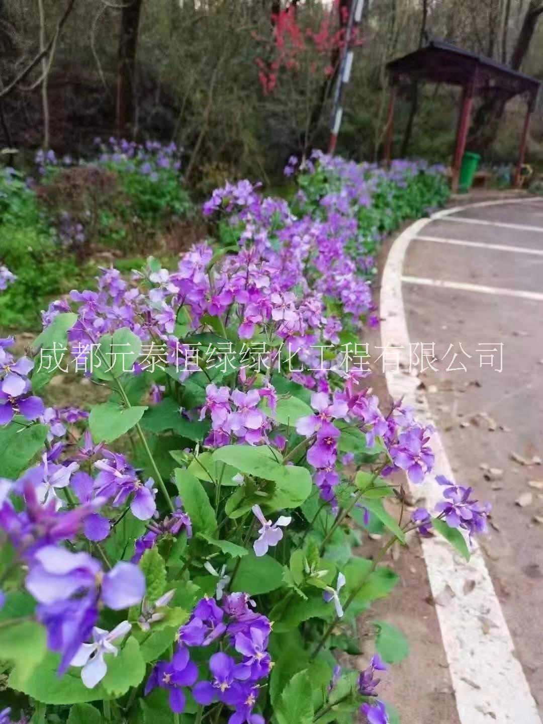 供應(yīng)四川成都二月蘭水生植物、地被苗木批發(fā)價(jià)格表