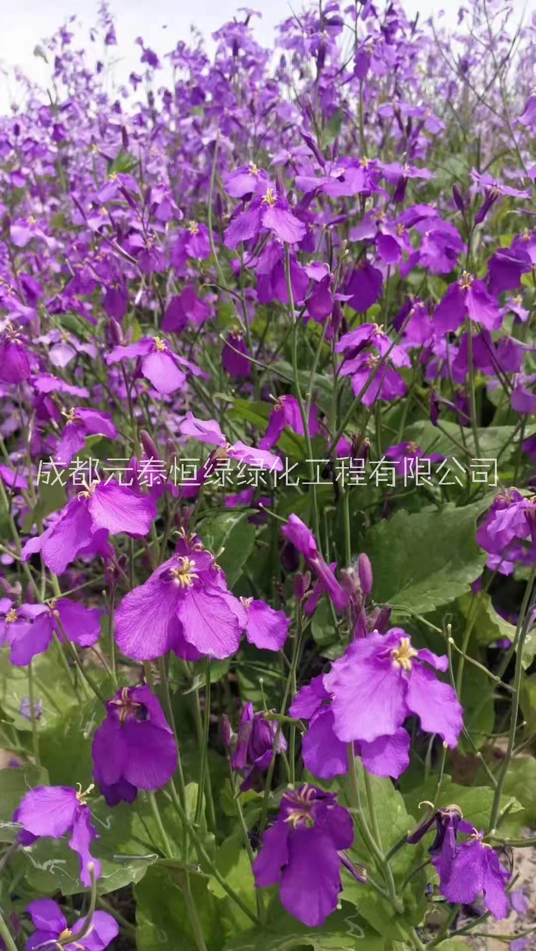 供應(yīng)四川成都二月蘭水生植物、地被苗木批發(fā)價(jià)格表