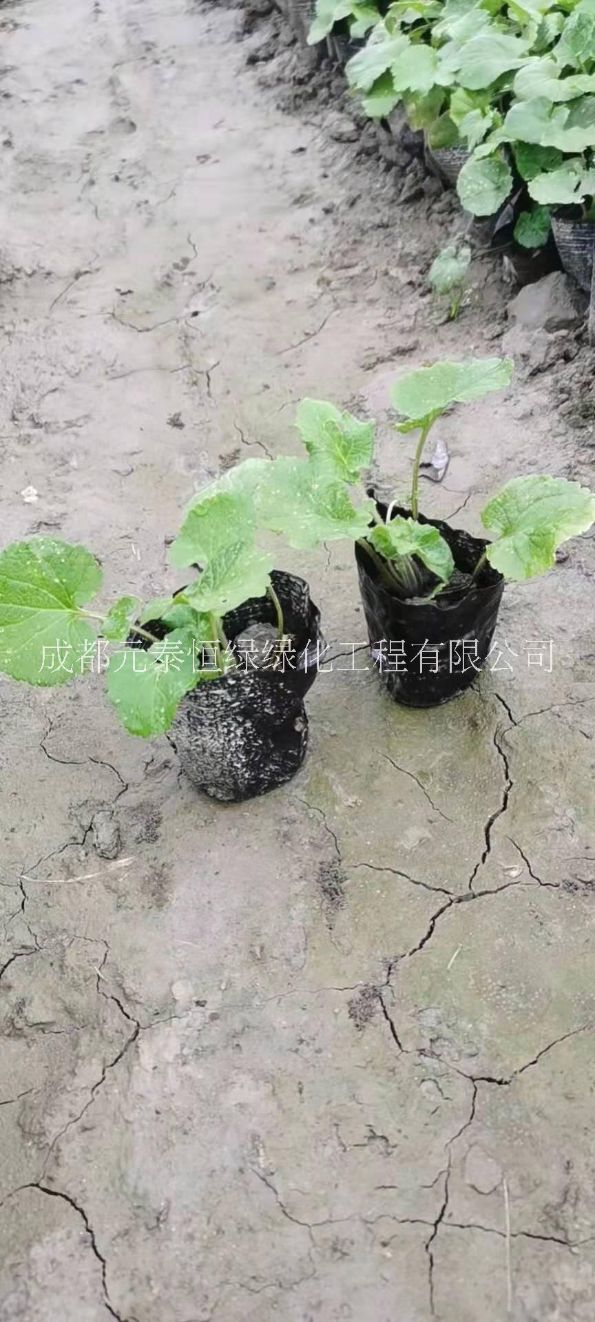 供應(yīng)四川成都二月蘭水生植物、地被苗木批發(fā)價(jià)格表