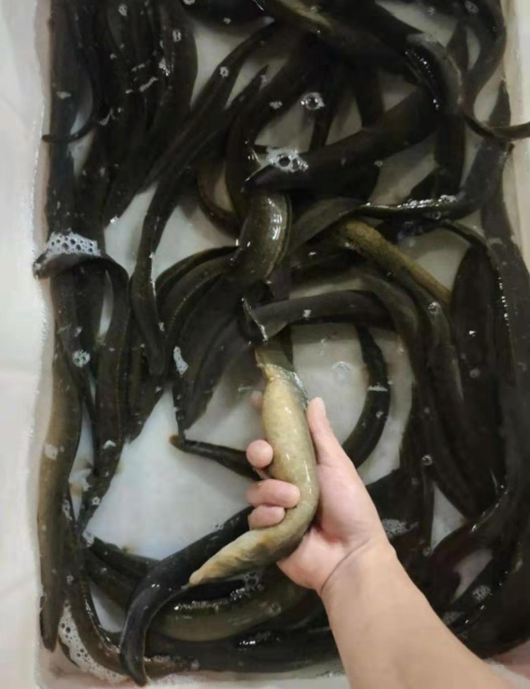 貴州刺鰍苗養(yǎng)殖場批發(fā)市場價格多少錢、貴州刺鰍苗優(yōu)惠價【廣西華新魚場】